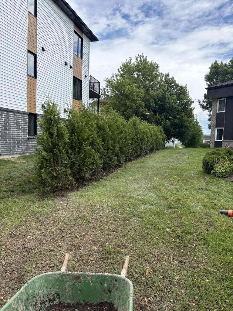 Plantation d'arbres et d'arbustes